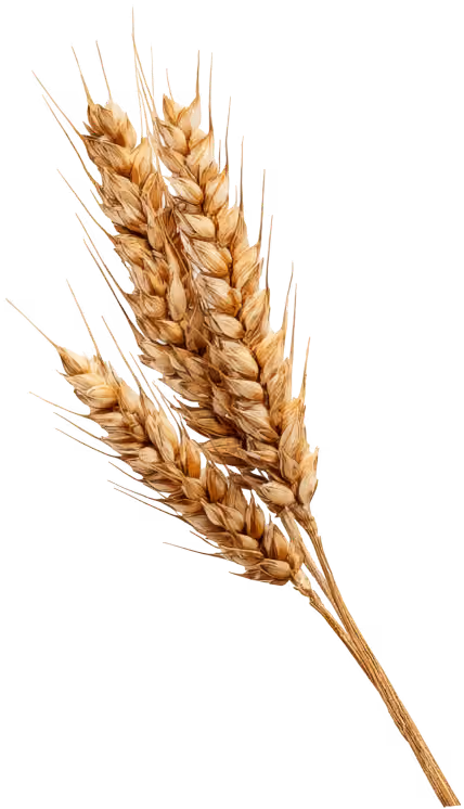 Close-up of three golden wheat stalks with ripe grain against a transparent background.