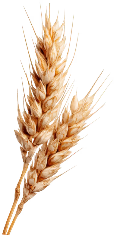 Two golden wheat stalks with grains and long thin awns against a transparent background.