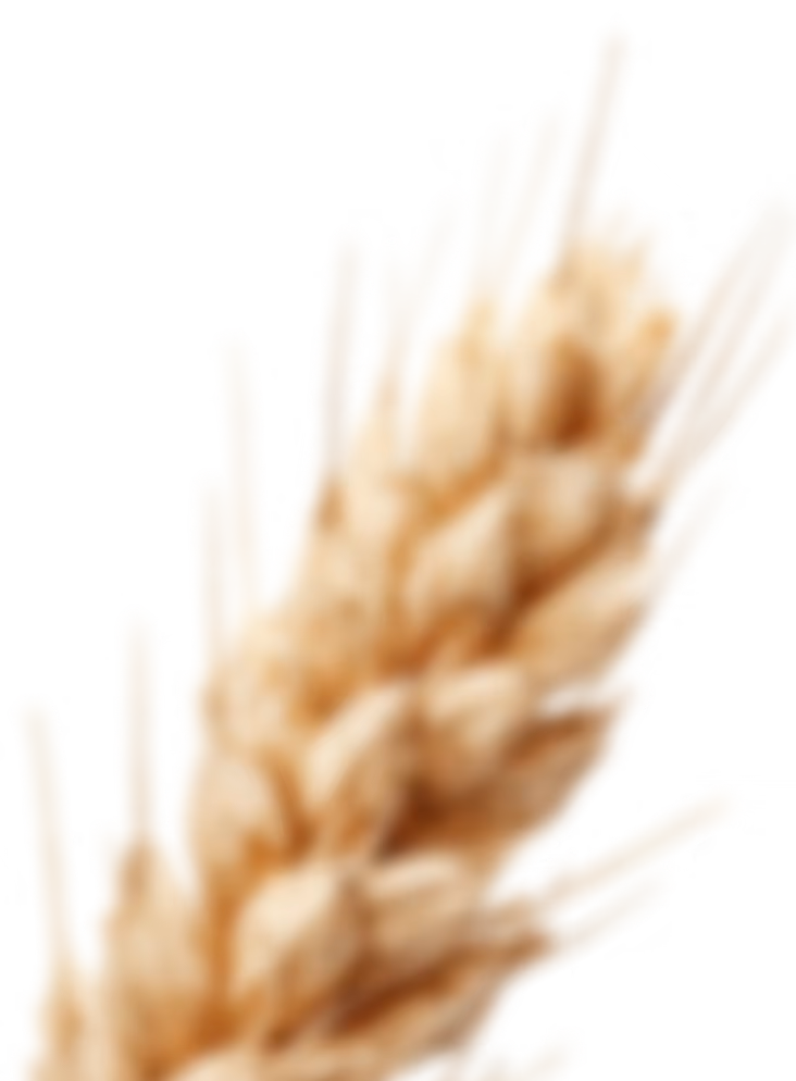 Close-up of a golden beige wheat or oat grain cluster against a transparent background.