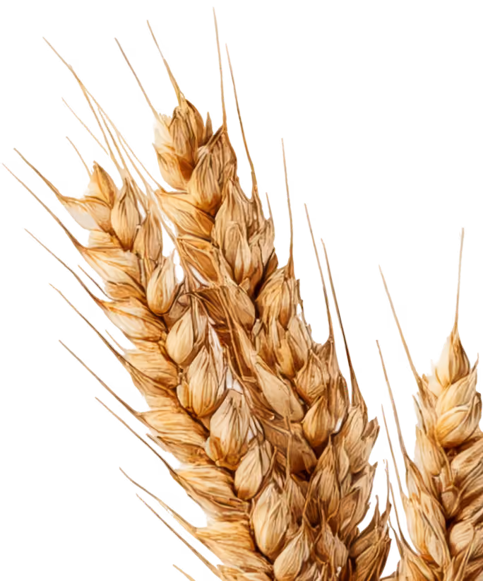 Close-up of golden wheat stalks with detailed grains and awns on a transparent background.