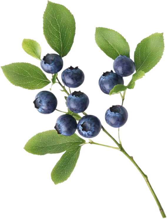 Branch with ripe blue blueberries and green elliptical leaves on a white background.
