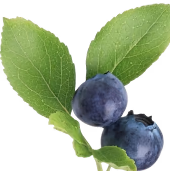 Two ripe blueberries attached to a small stem with two green leaves.