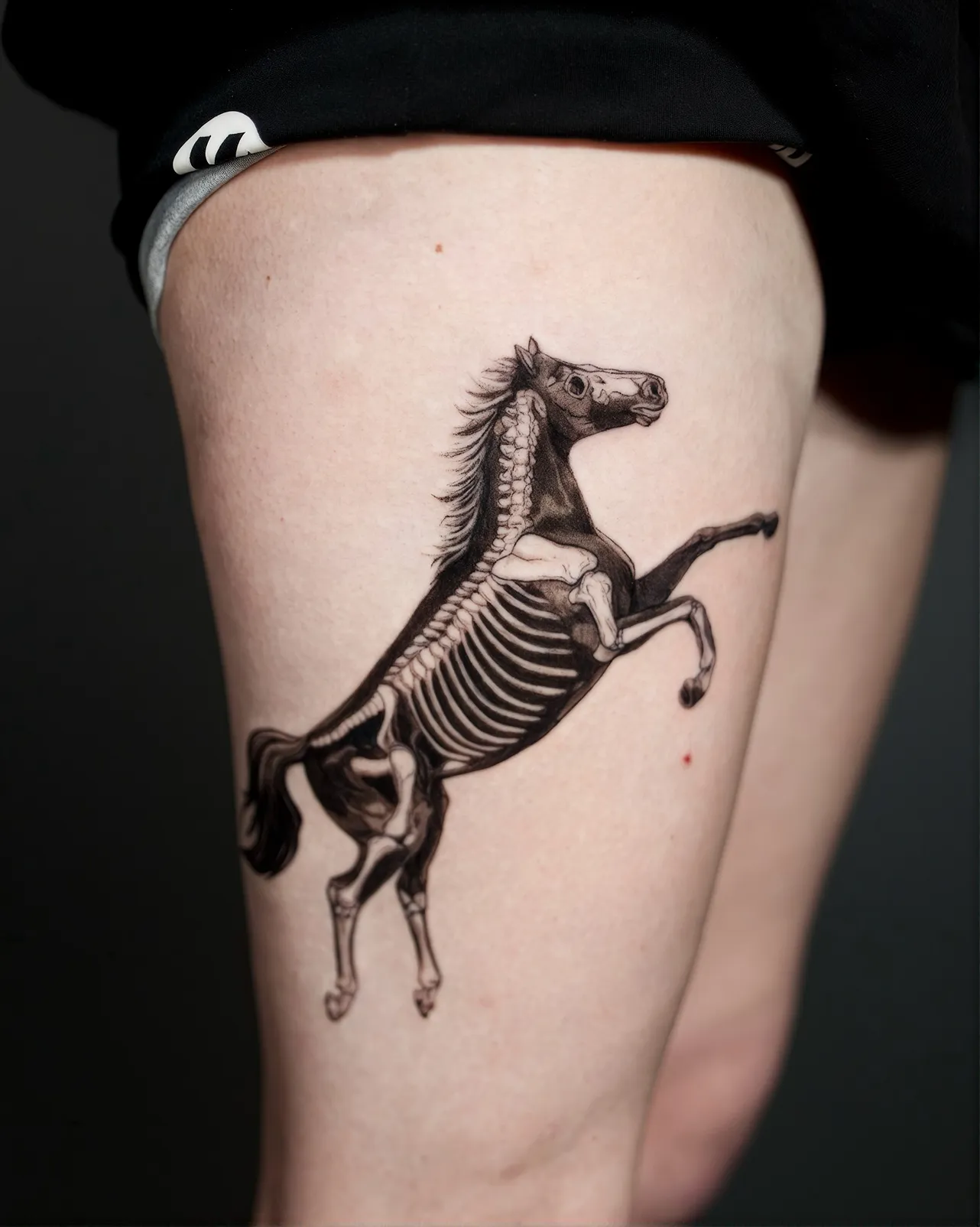 Black and Grey Pferde Tattoo am Oberschenkel – steigendes Pferd mit sichtbarem Skelett in anatomischer Darstellung, von Lara, INK SOCIETY