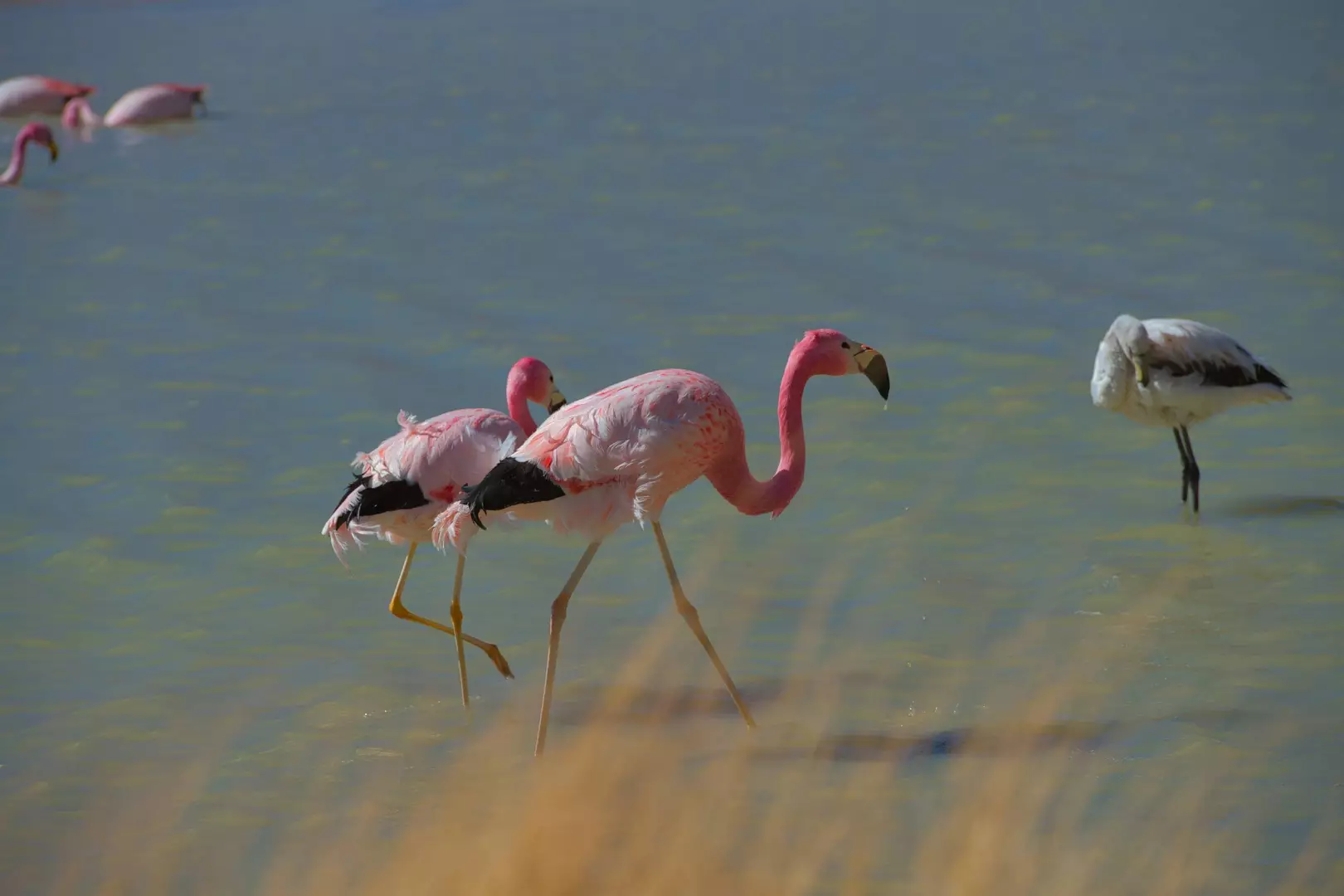 Three pink Andean flamingos standing and walking in shallow water with a muted green background and yellowish grass in the foreground.