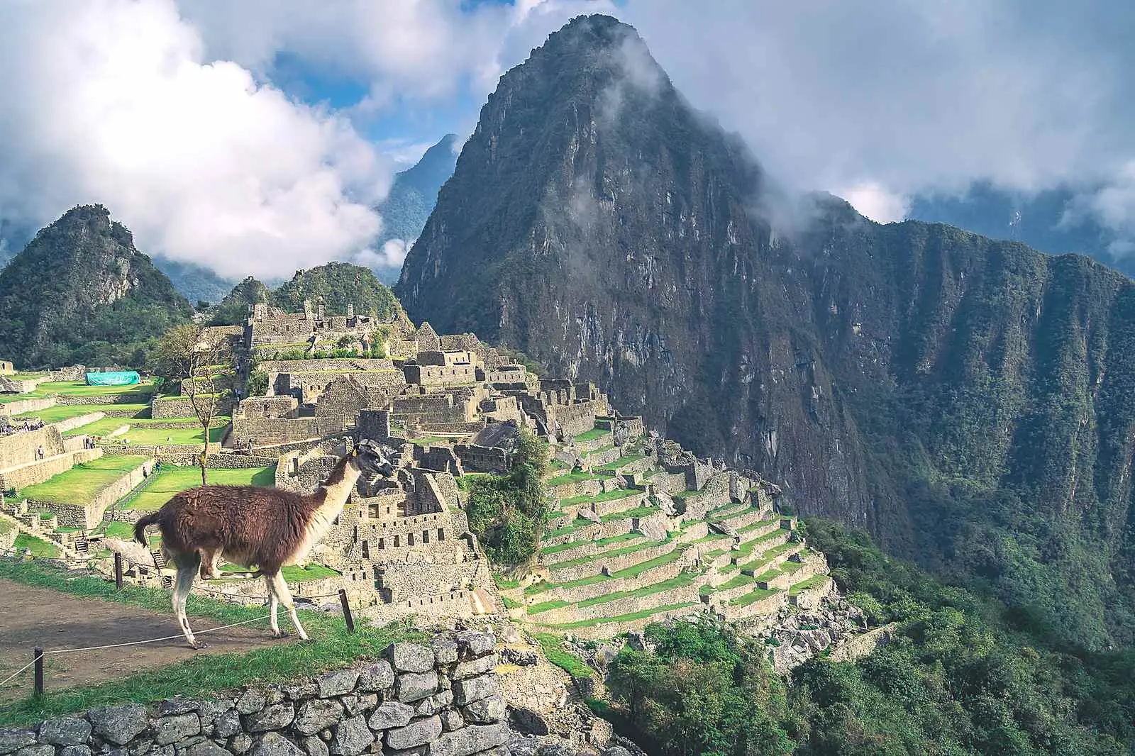 A llama walking along a stone path with the ancient Inca ruins of Machu Picchu and steep green terraces in the background, surrounded by towering mountains partly covered in clouds under a blue sky.