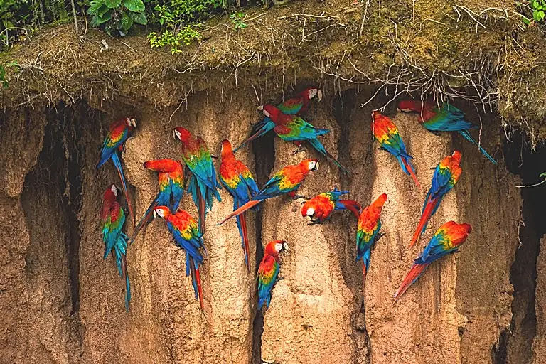 A group of vibrant scarlet macaws perched and feeding on a clay cliff surrounded by green foliage.
