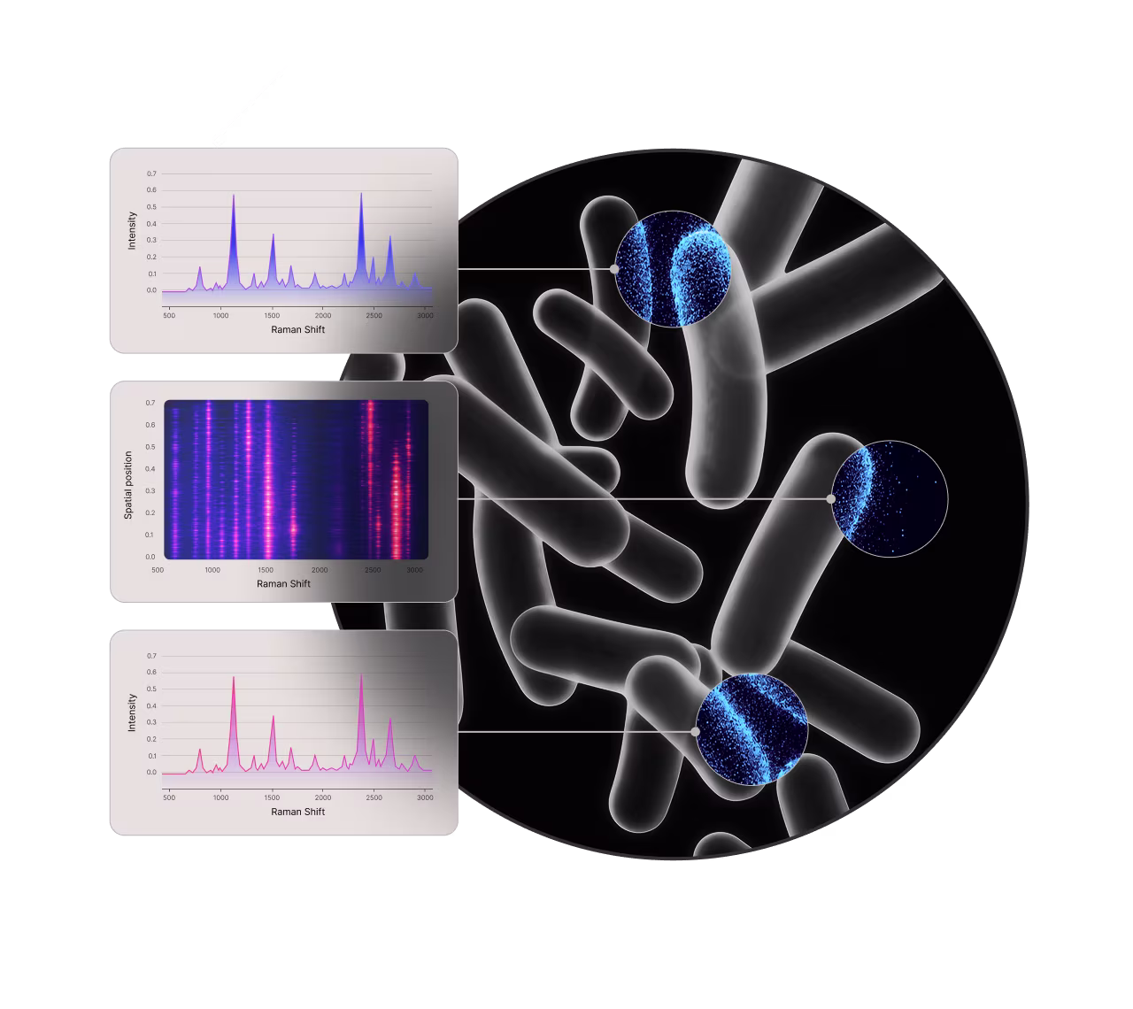 Microscopic rod-shaped bacteria with insets showing Raman spectroscopy graphs and intensity patterns.