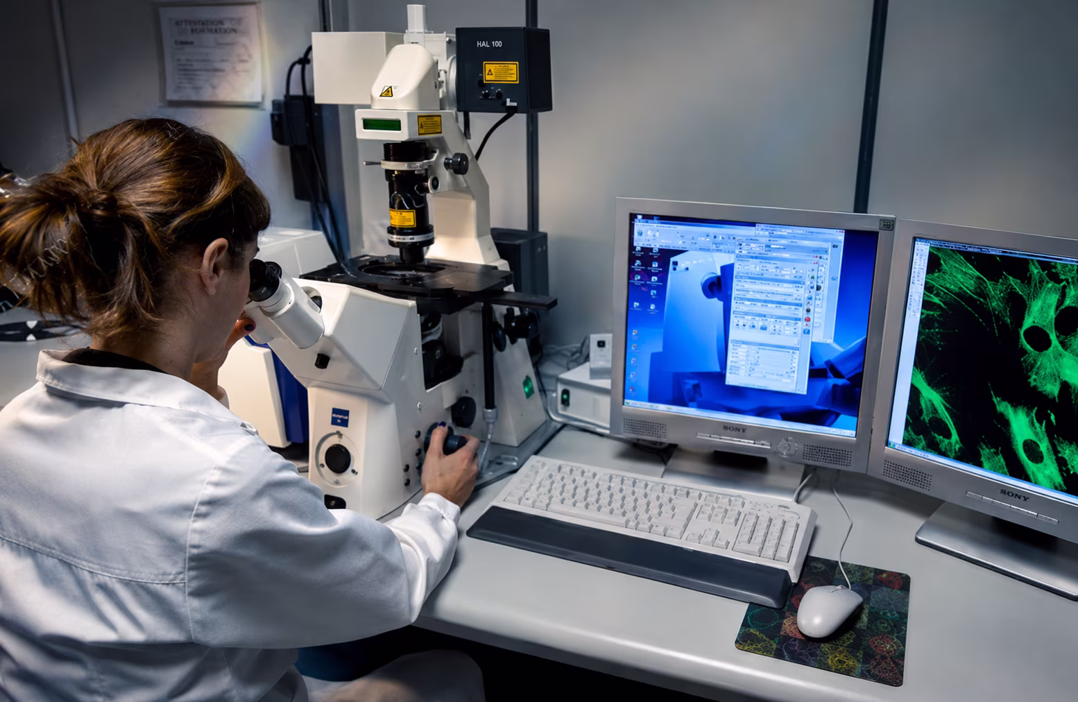 Scientist in a lab coat using a microscope connected to two monitors displaying cellular images.