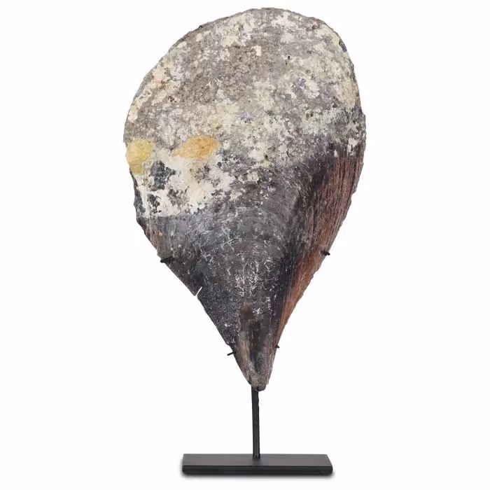 Wadung shell on stand