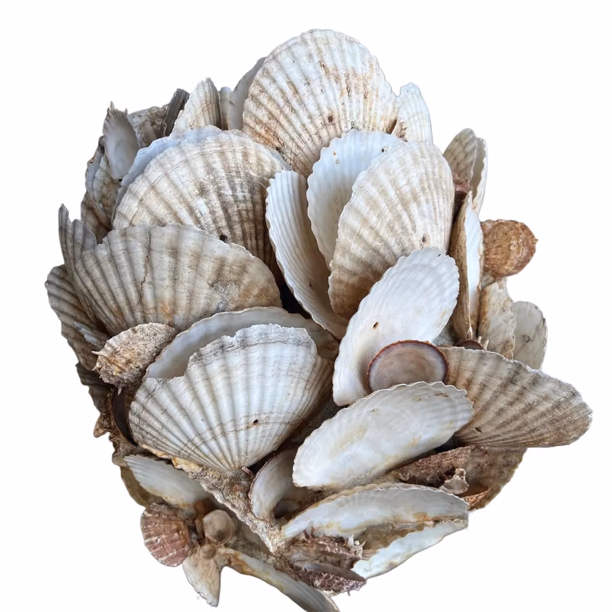 Limbung shell vase white kecil