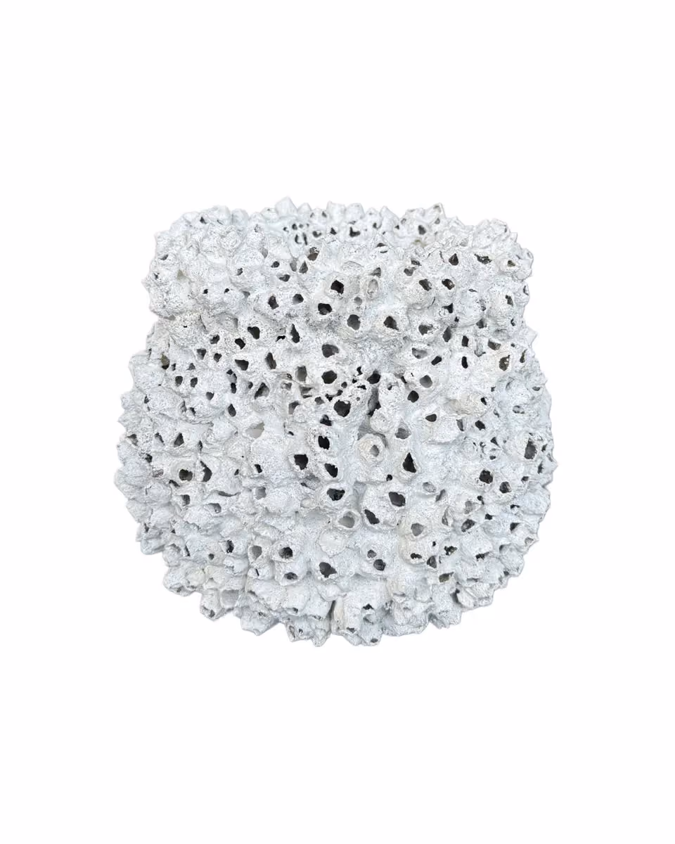 Goada shell pot