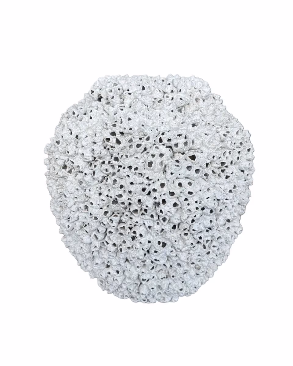 Didiga shell pot 30xh.35 cm