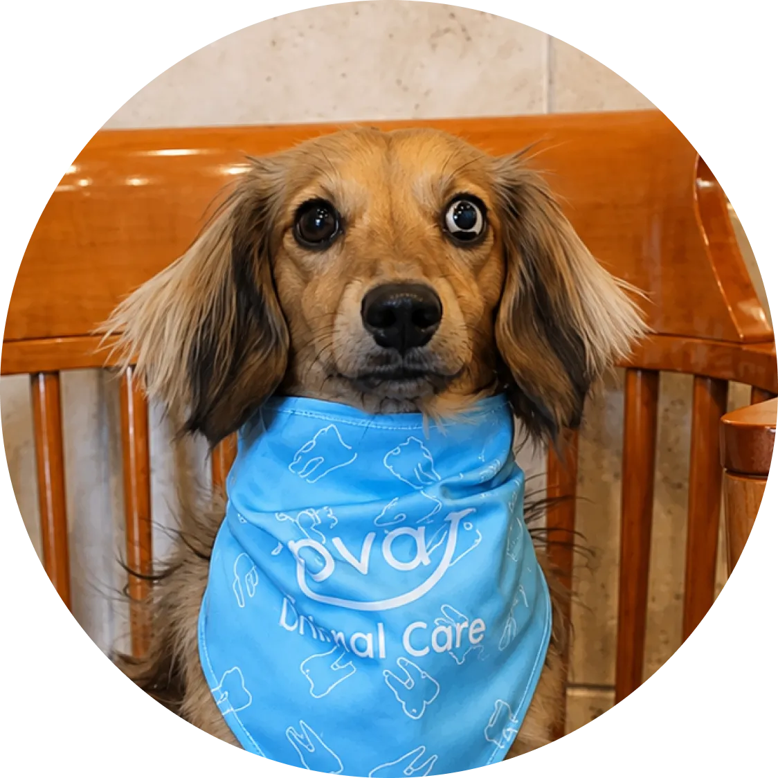 Nova Dental Care team member Zaggy