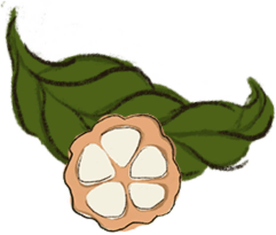Illustration of a cacao pod with five white seeds and two green leaves behind it.