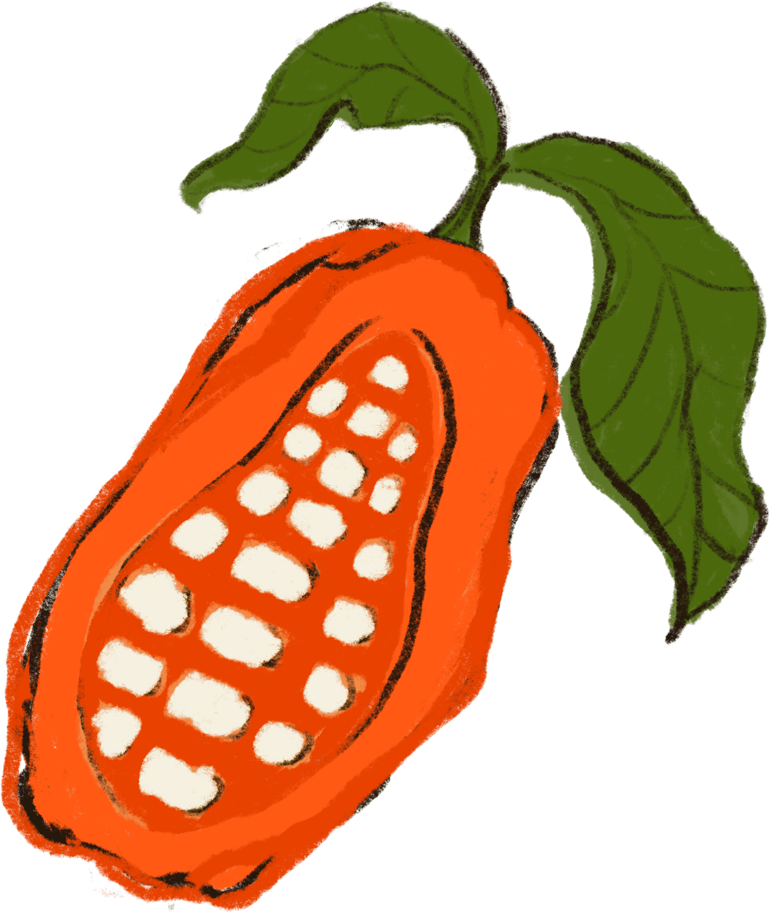 Illustration of an orange cacao pod with white beans inside and two green leaves attached.