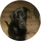 Shila Chief Bark Oddicer
