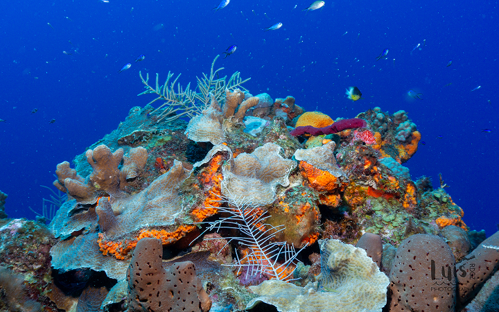 Coral with sea creatures