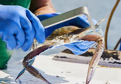 A person wearing blue gloves holds a blue crab using a metal measuring tool. The person is situated beside a wooden surface with water in the background, indicating a marine environment.