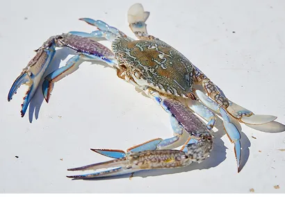A blue crab with a patterned shell and extended claws is positioned on a white surface. The crab features blue-tinted claws and legs, highlighting its intricate coloring and texture.