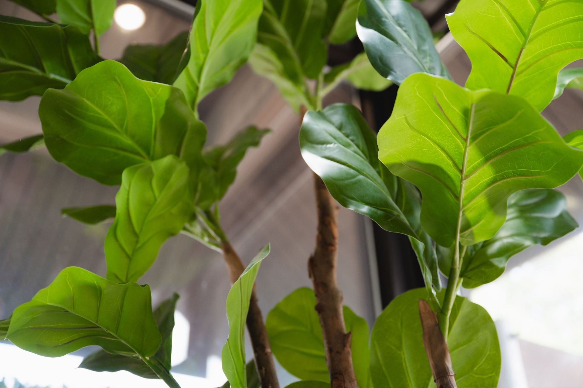 Close-up of green plant leaves near an office window.