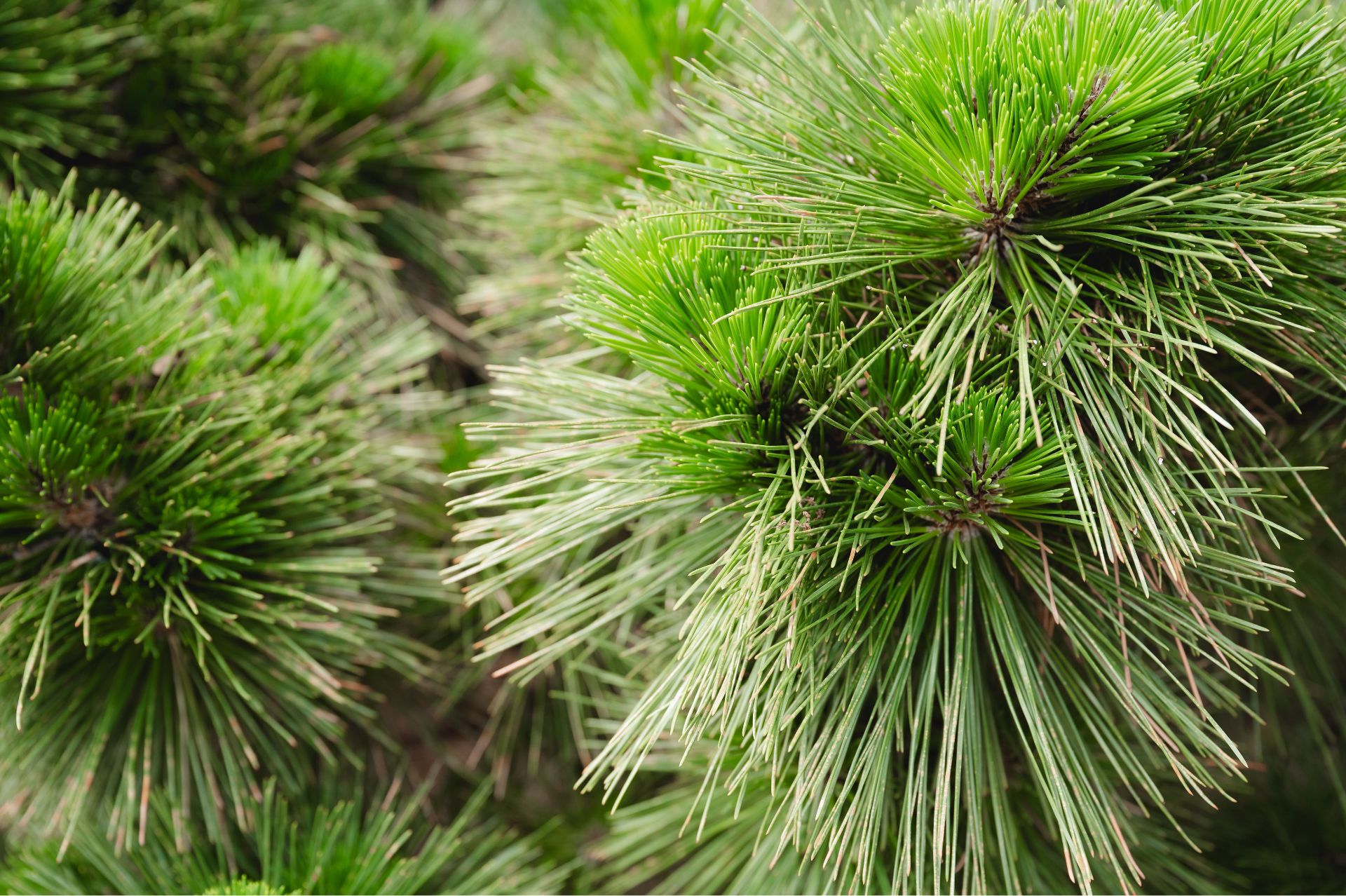 Close-up of pine tree branches.