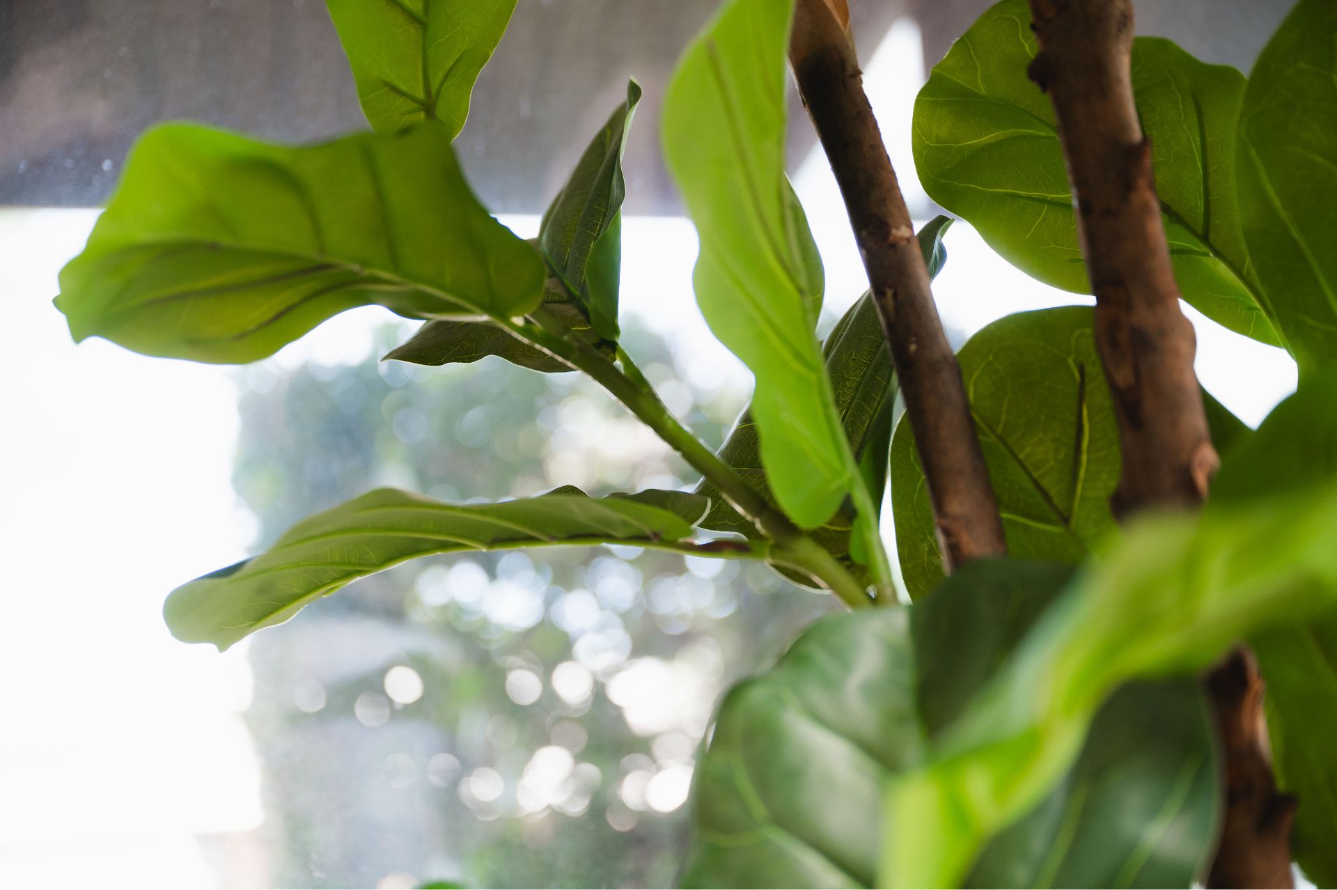 Close-up of green plant leaves in the Greene & Ratcliff office.