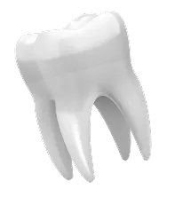 3D illustration of a white human molar tooth with visible roots.
