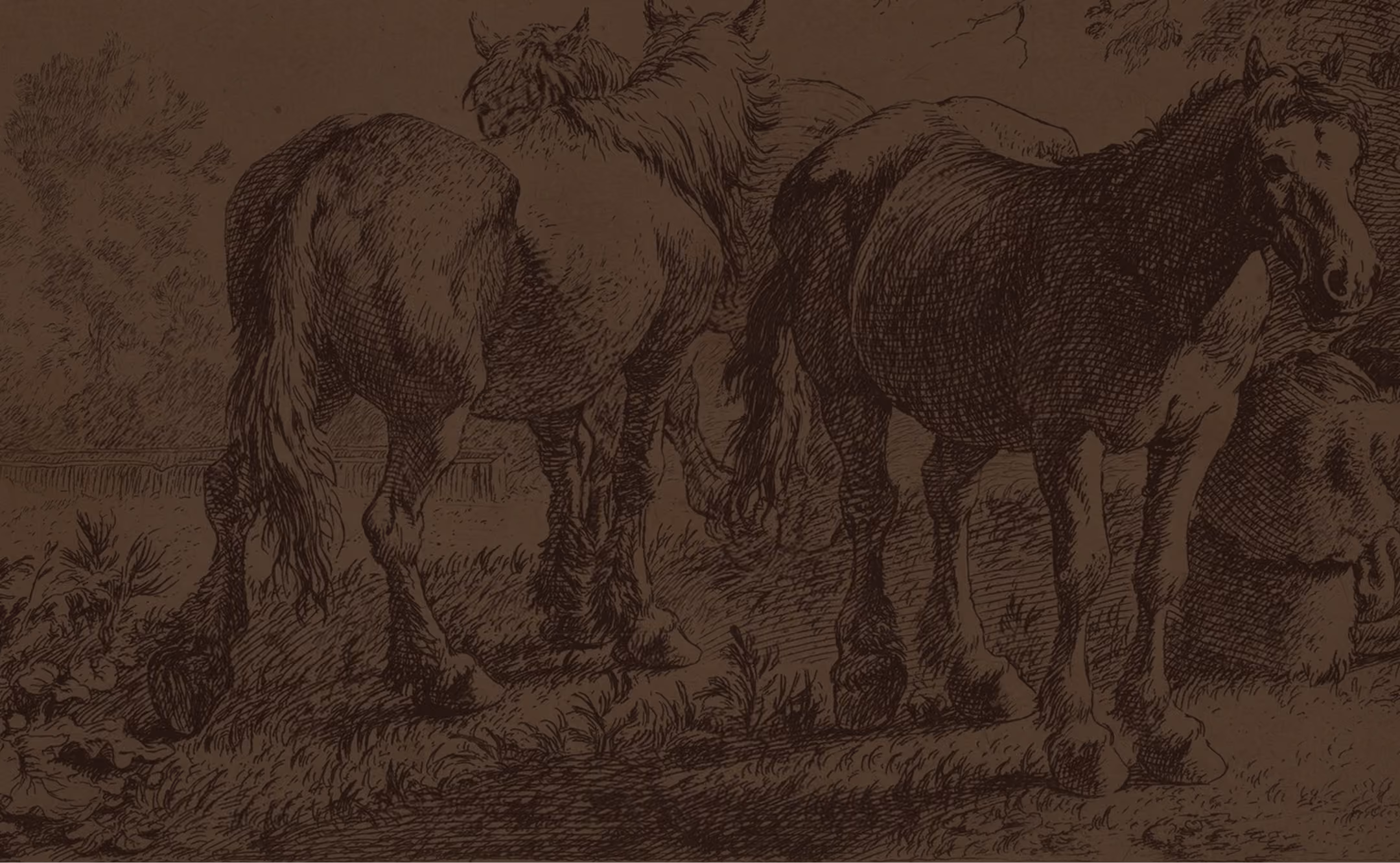 Black and white sketch of three horses standing in a natural setting with grass and trees in the background.
