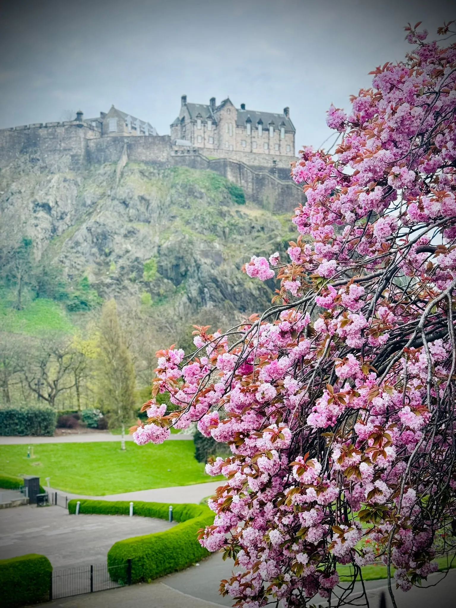 Edinburgh Castle viewed from gardens with blooming pink cherry blossoms