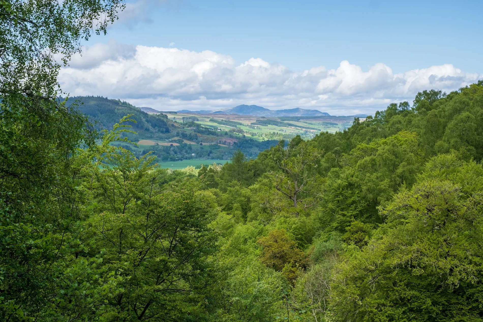 Aberfeldy