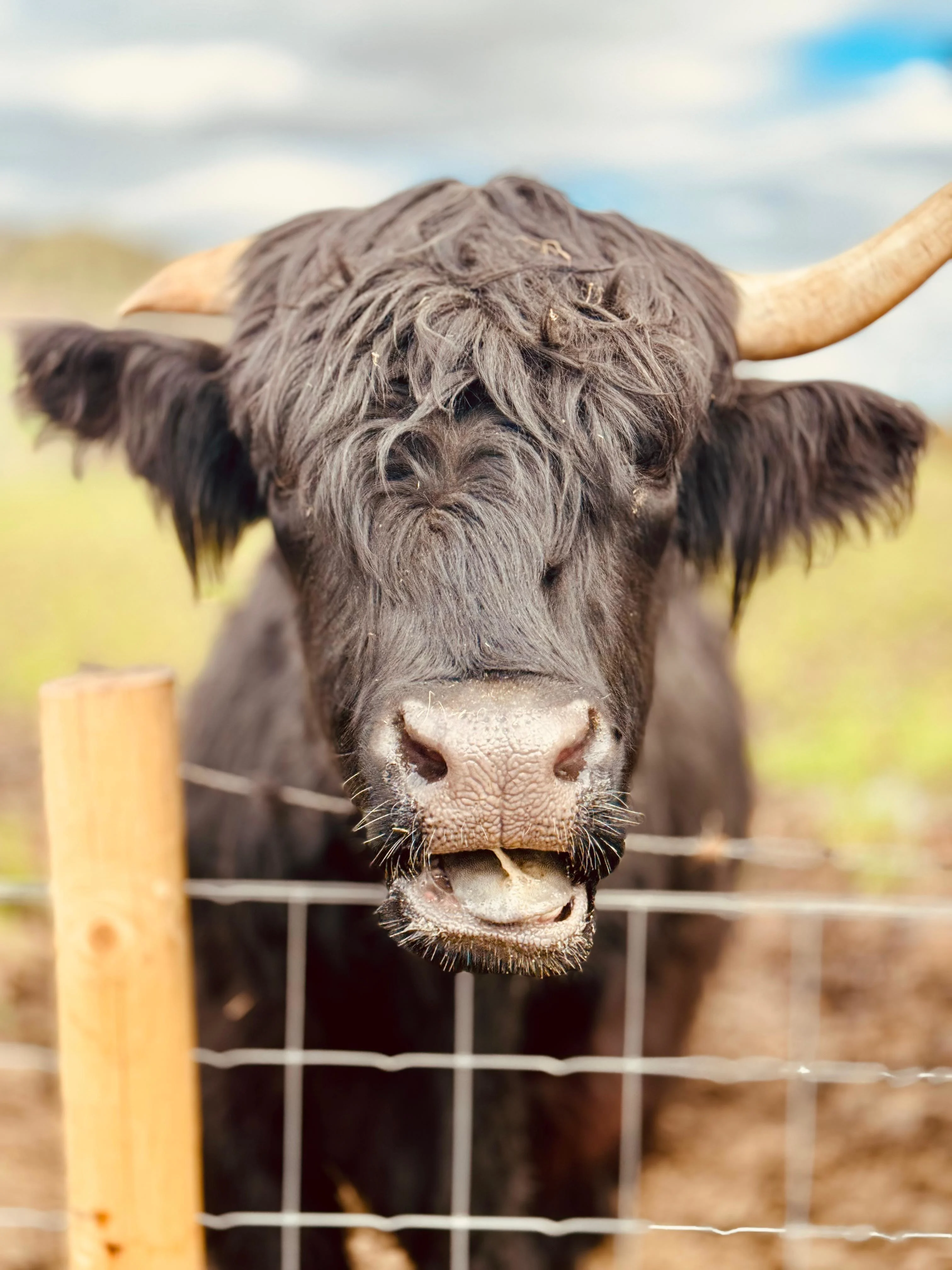 Highland cattle with long horns and shaggy coat looking at camera