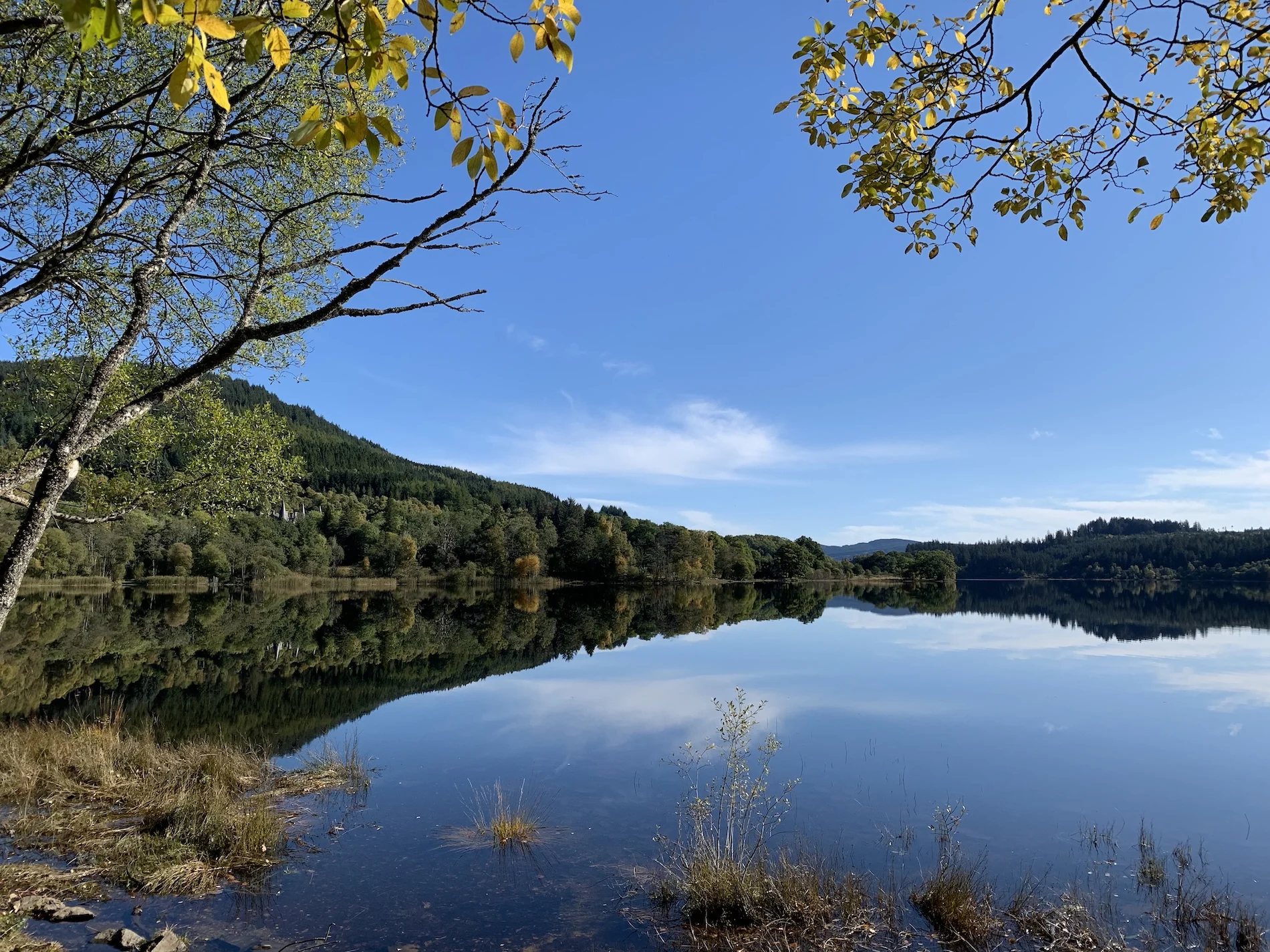 Autumn birch tree framing calm Scottish loch with forested hills reflection