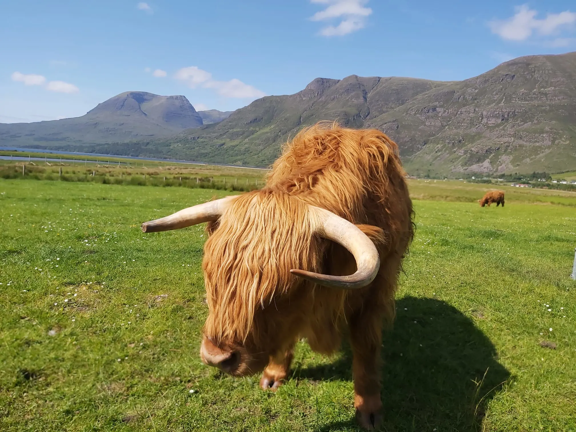Coo