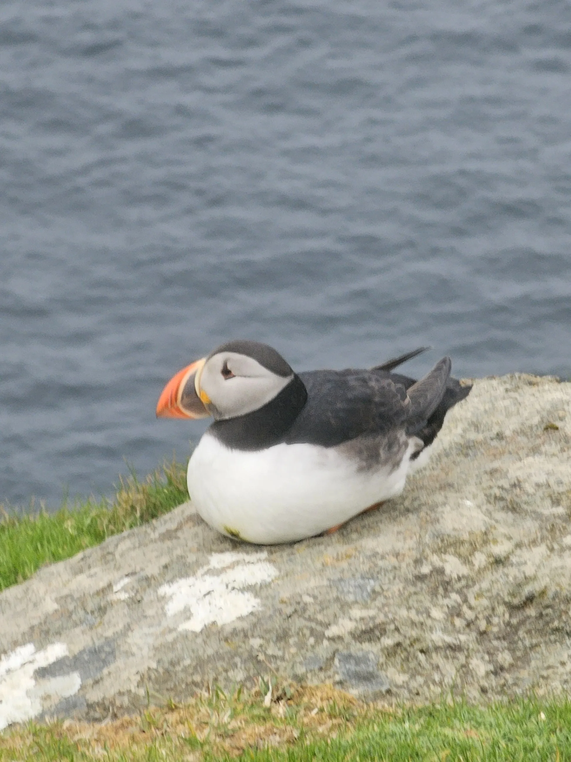 Puffin resting on rocky cliff edge overlooking Scottish sea