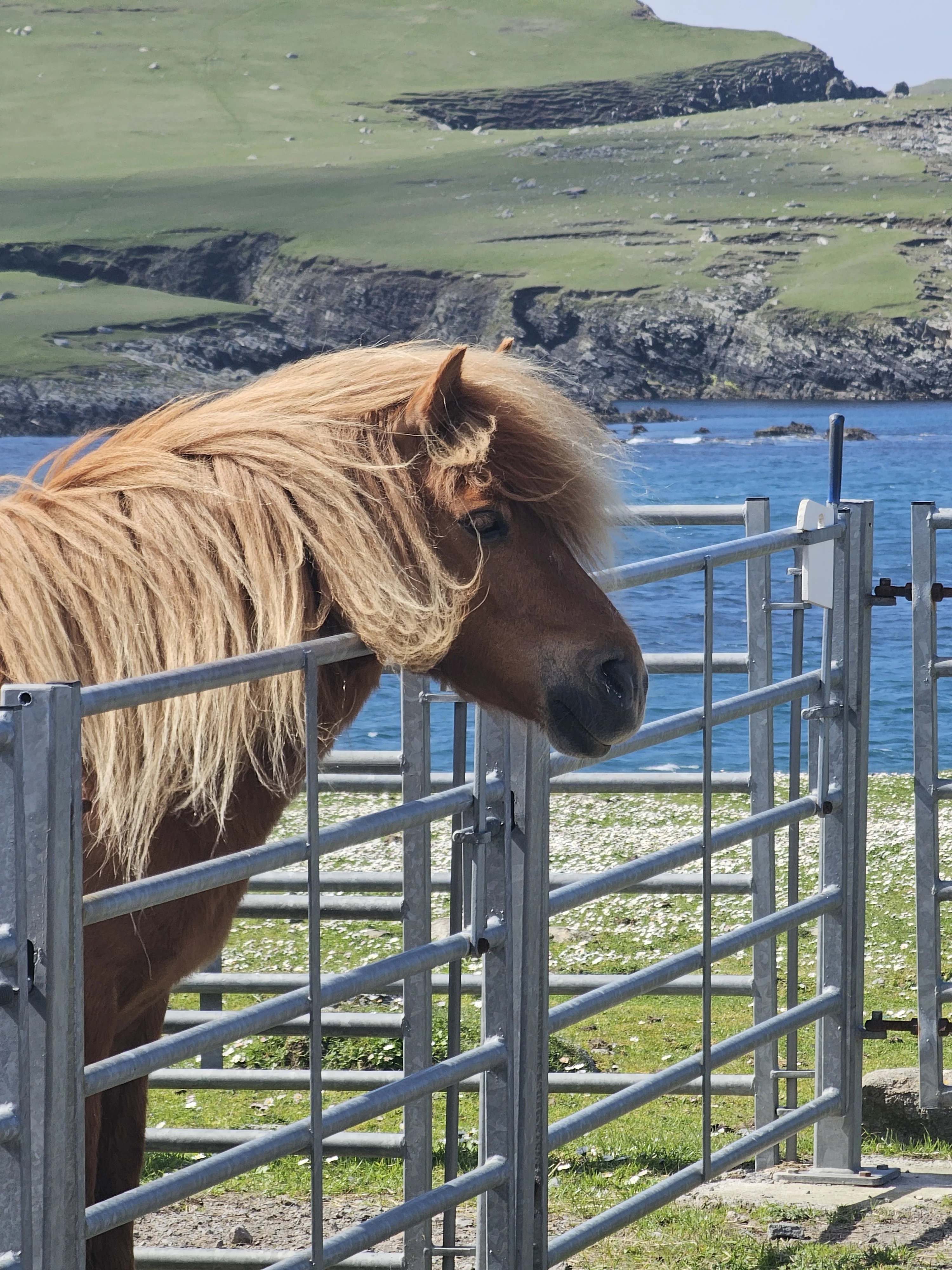 Brown horse with long mane by gate overlooking Scottish coastal cliffs and sea.