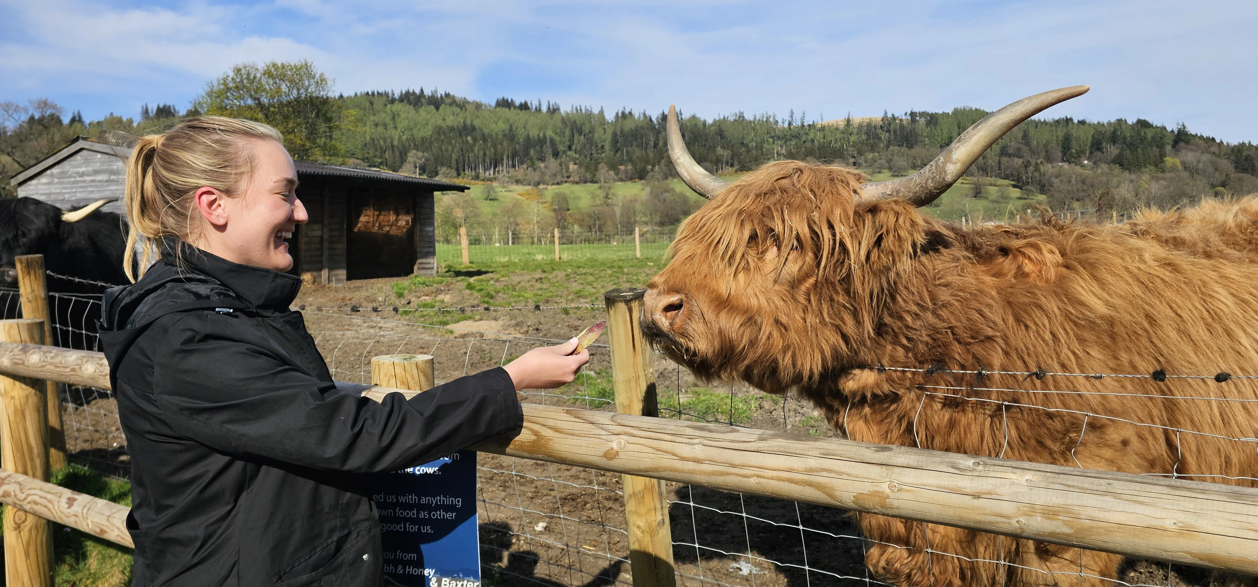 Woman feeding Highland cattle with long horns on Scottish farm tour