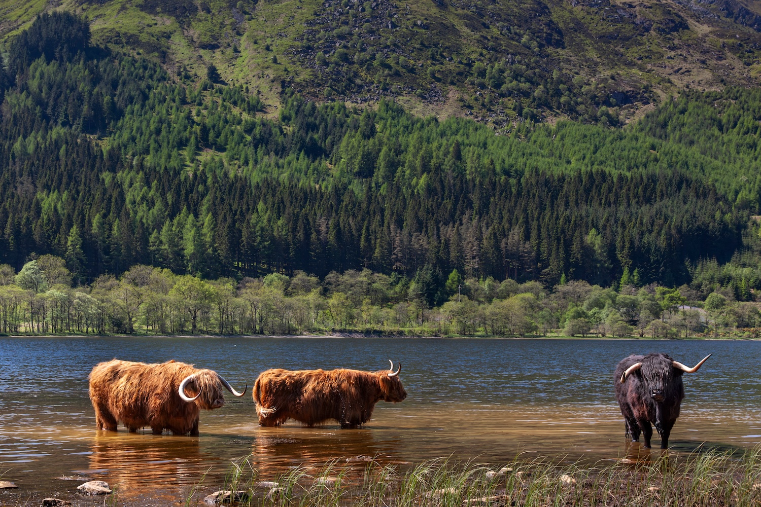 Loch Lubnaig
