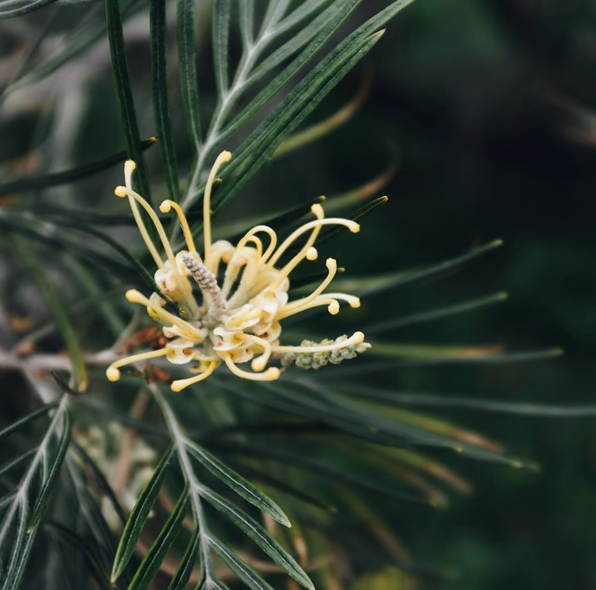 cropped aussie native flower 3