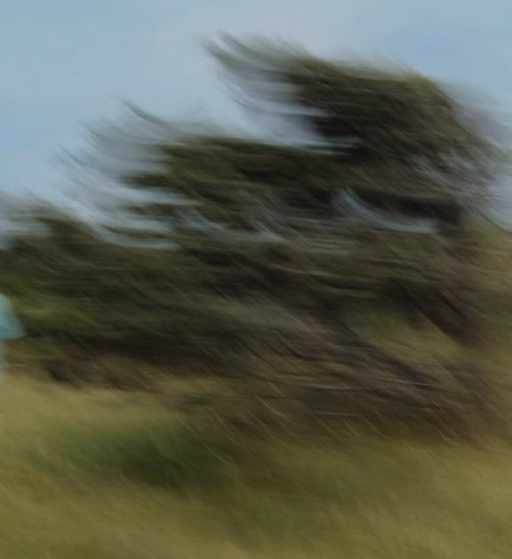 blurry tree