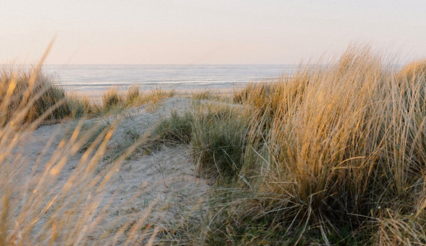 sand dunes at beach with grass