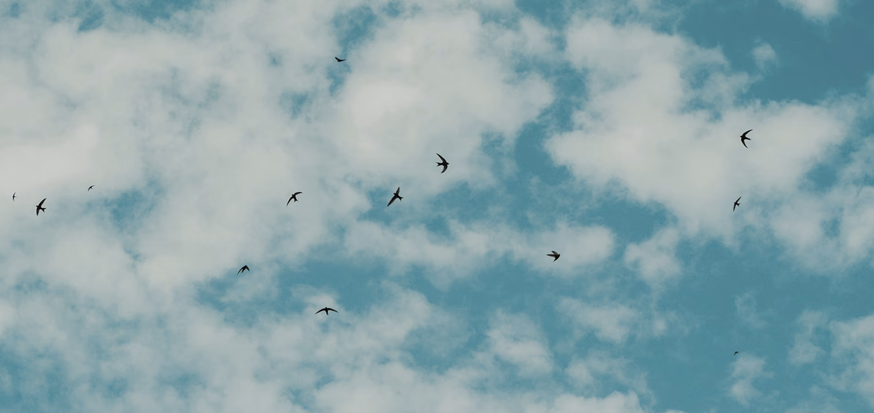 birds blue top