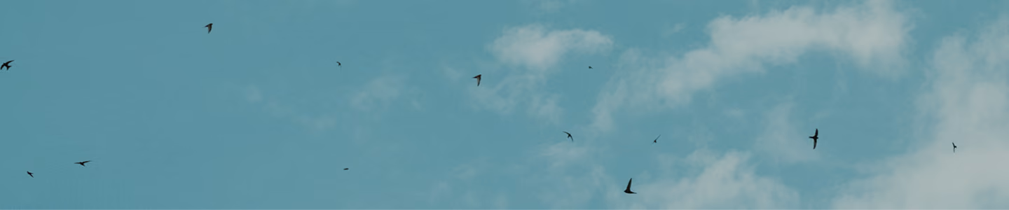 birds-flying-sky