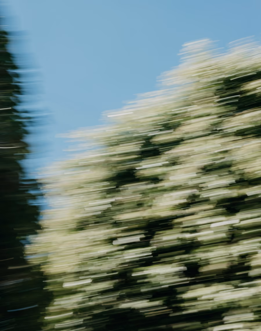 blurred tree green blue sky