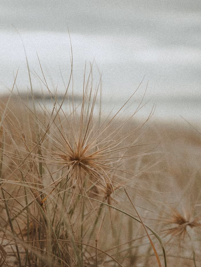 close up hay at beach