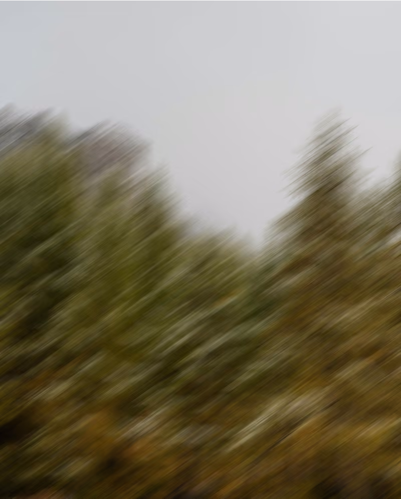 blurred trees bushland
