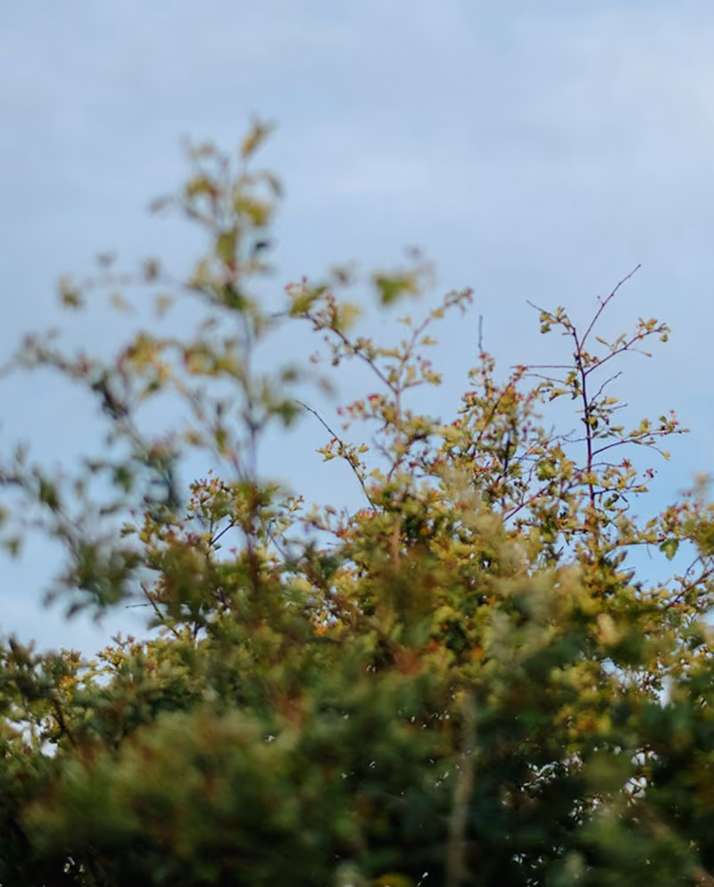 tree in focus bushland