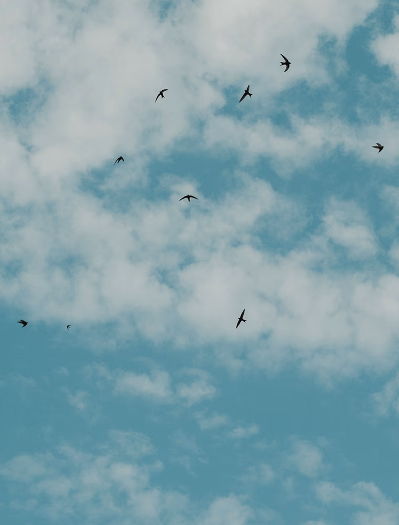 blue sky birds small