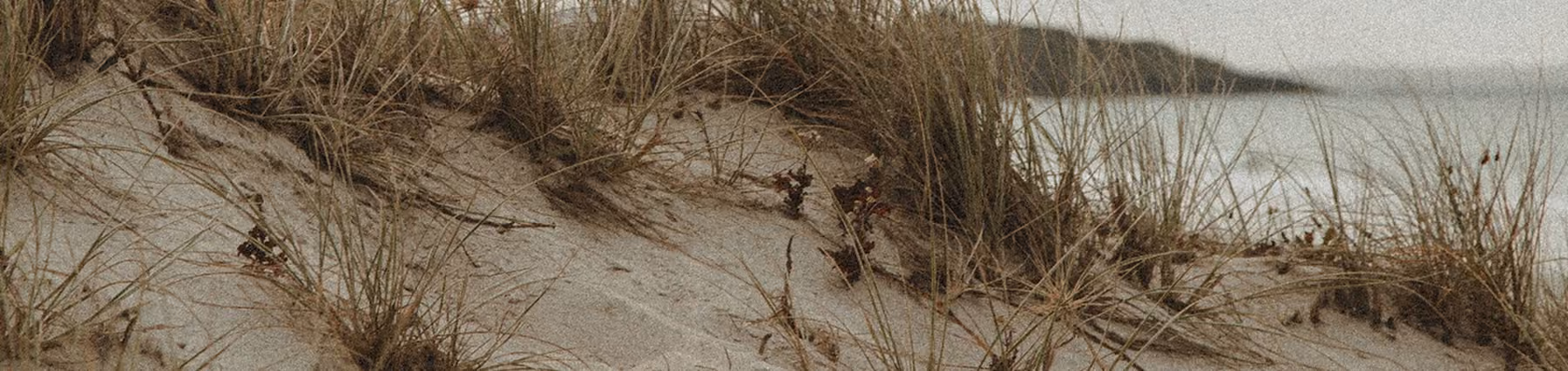 sand dunes grass beach