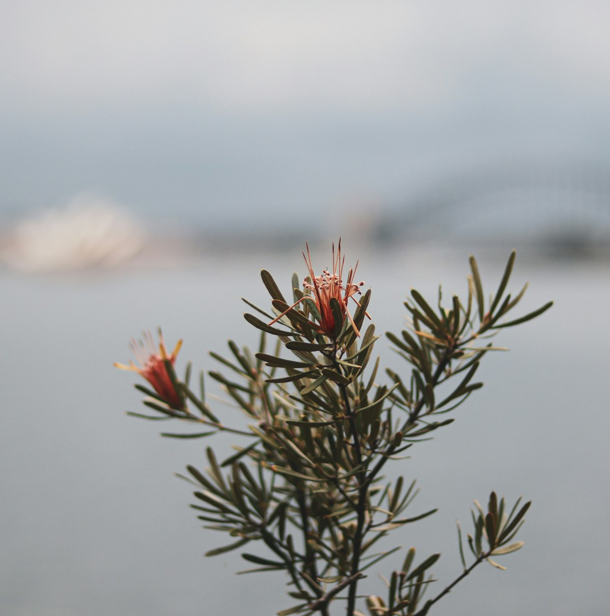 australian wildflower
