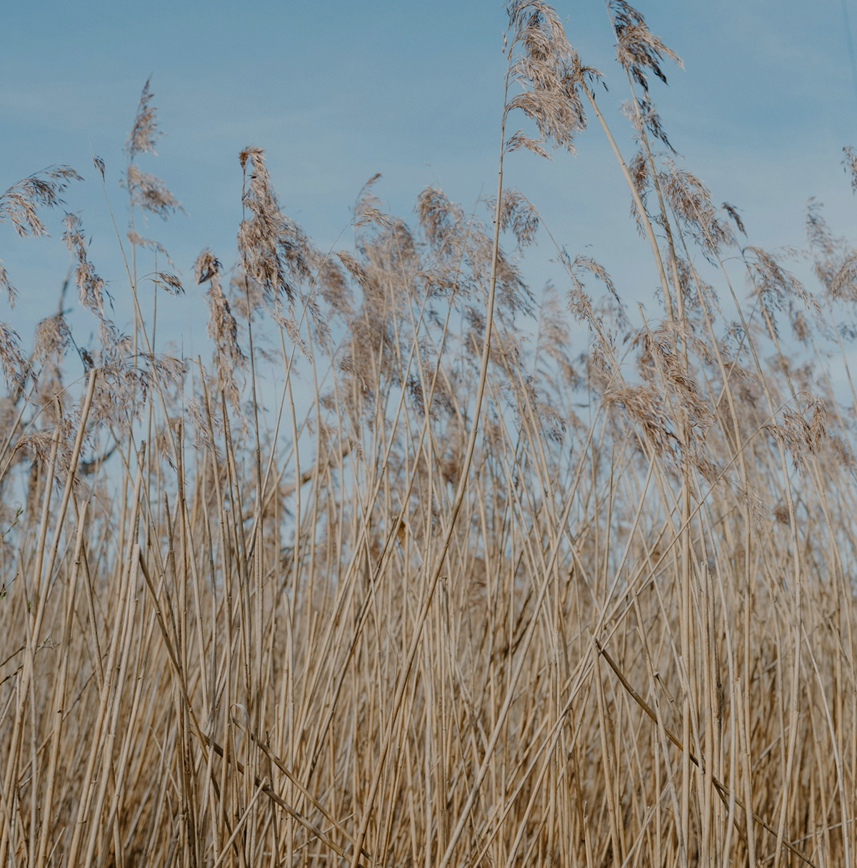 Hay with blue sky
